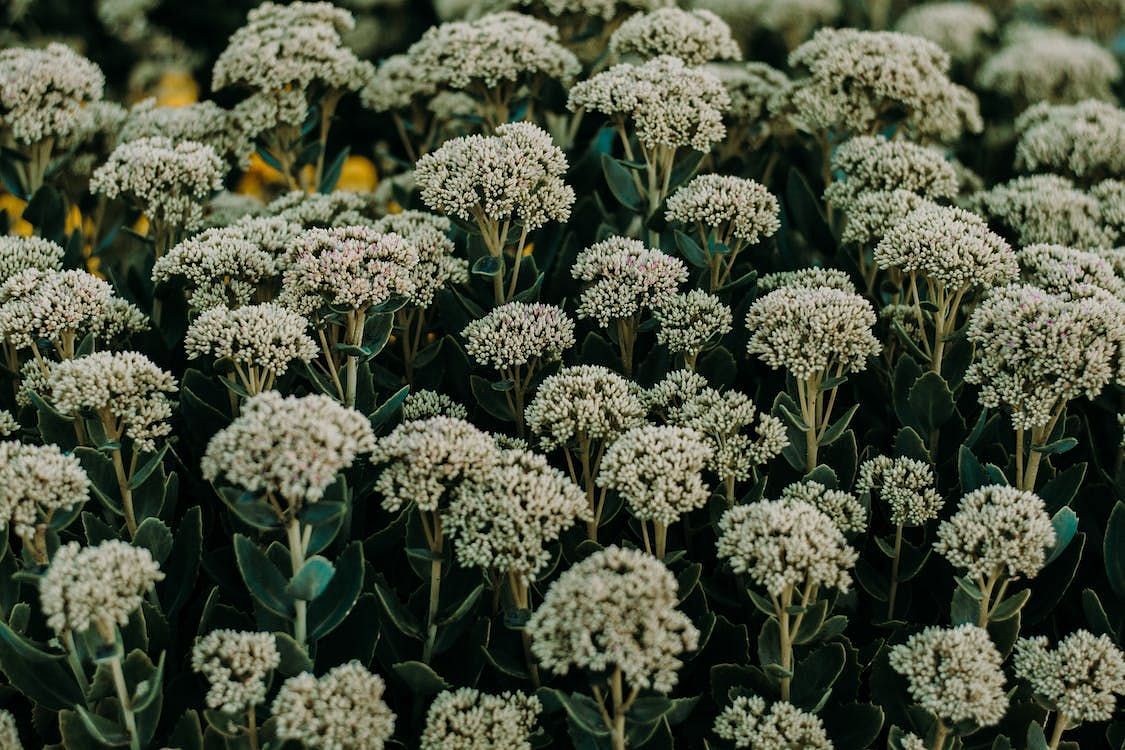 Herbalists and health enthusiasts alike are interested in the many uses and yarrow benefits (Irina Iriser/ Pexels)