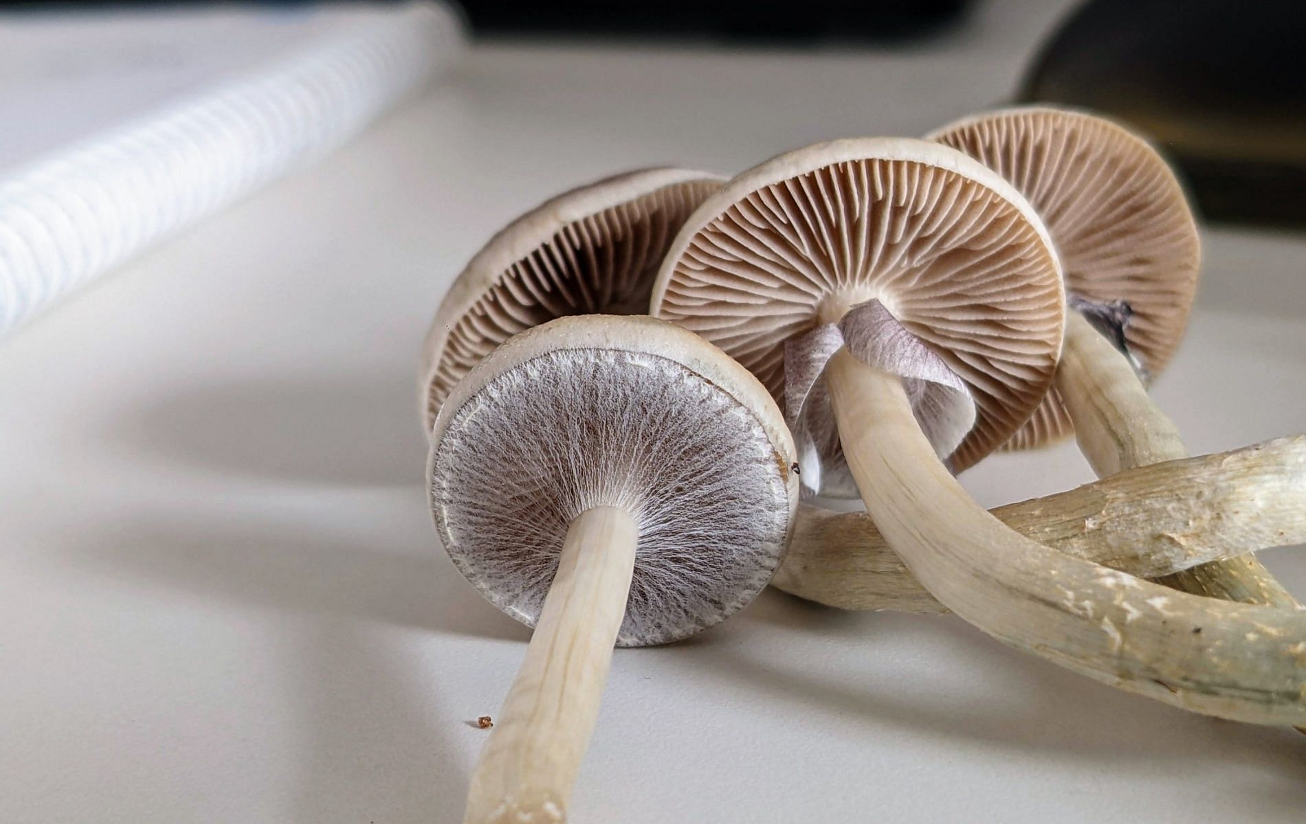 Psychedelic Mushrooms: Meet The Colorado Mother Microdosing On ...