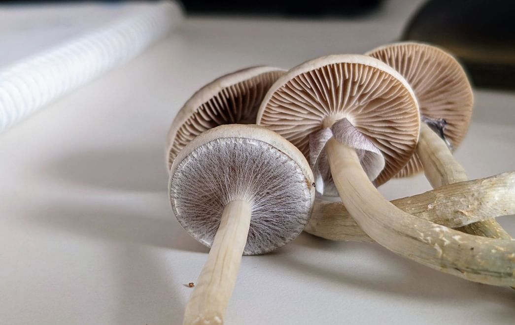 psychedelic mushrooms Meet the Colorado Mother Microdosing on