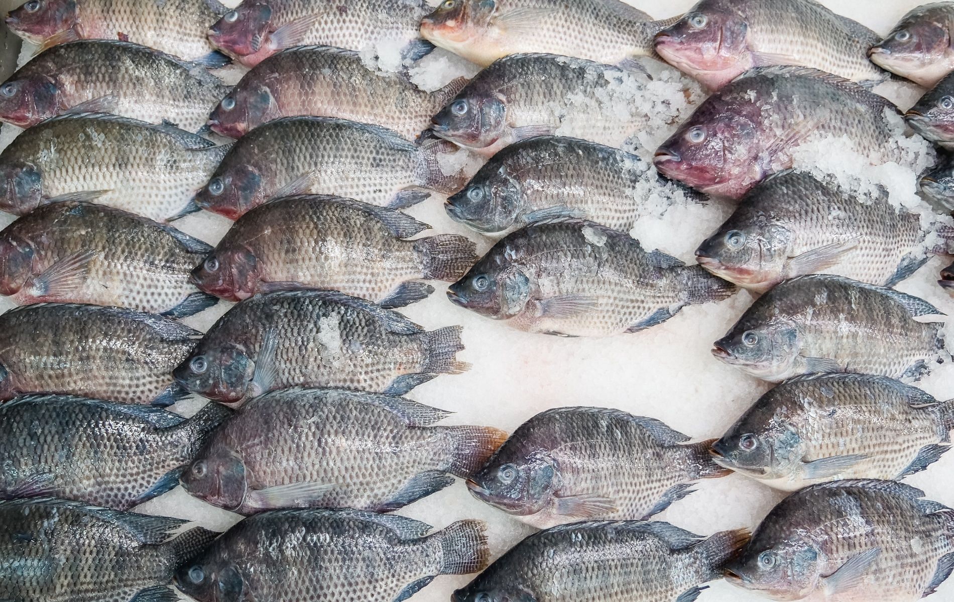 The Tilapia is a popularly consumed fish that is a rich source of phosphorous (Image Kindel Media via Pexels)