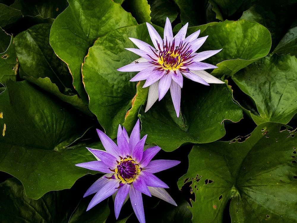 Blue lotus (Akash Jha/ Pexels)