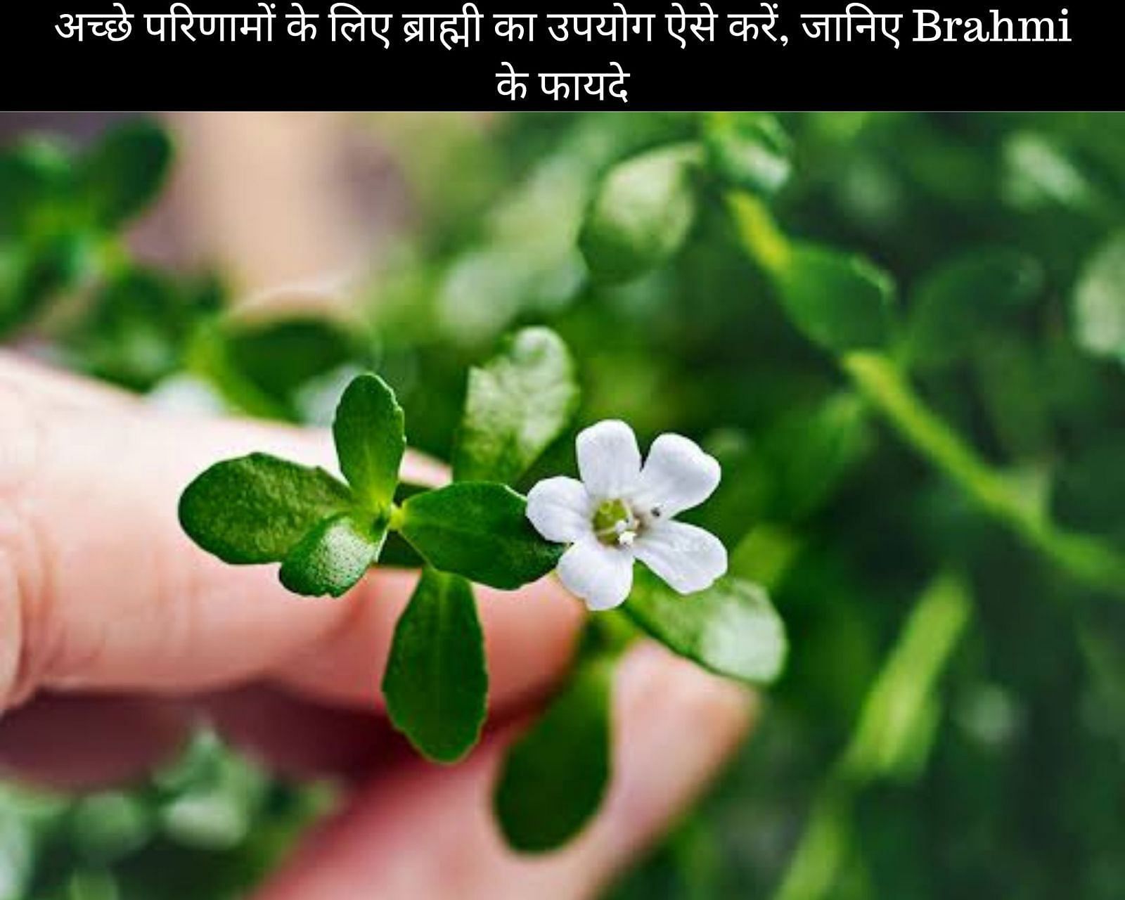 अच्छे परिणामों के लिए ब्राह्मी का उपयोग ऐसे करें, जानिए Brahmi के फायदे (फोटो - sportskeedaहिन्दी)