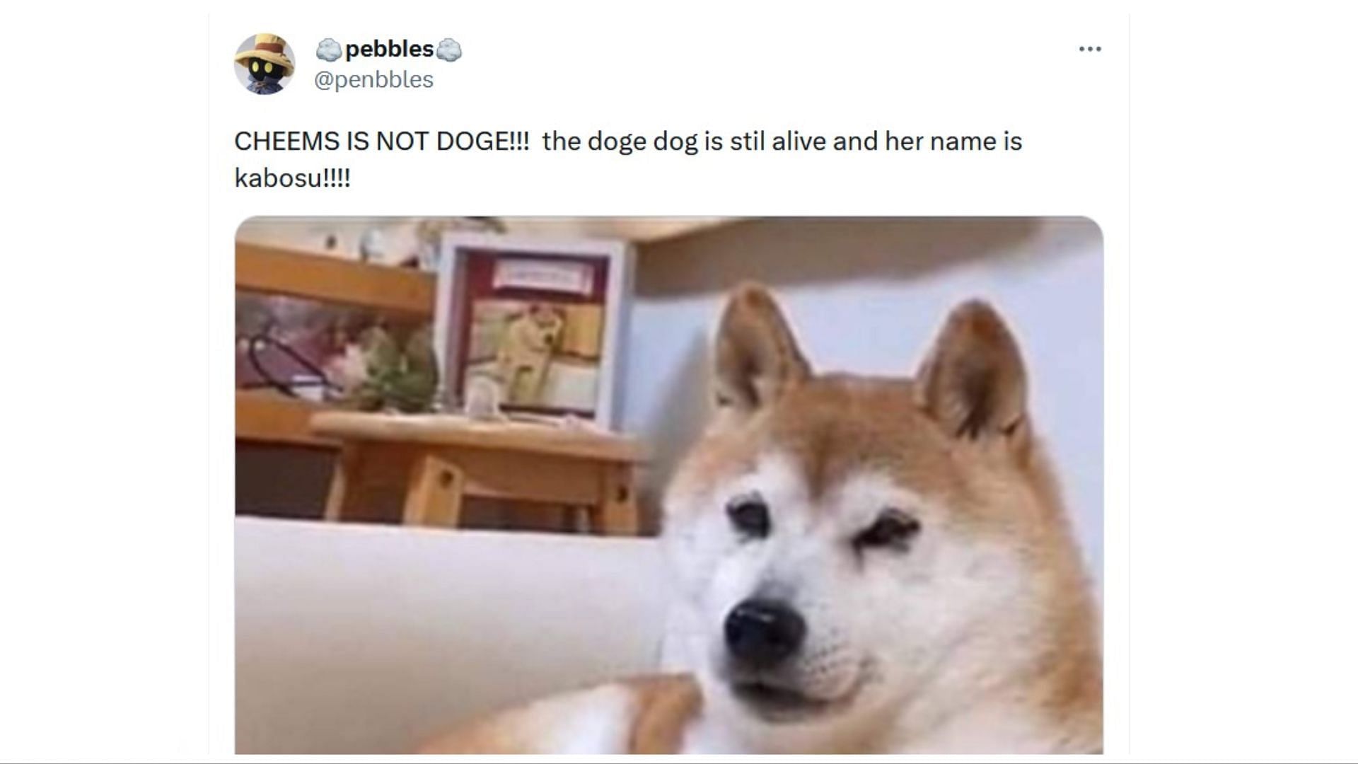 Viral meme dog, Cheems, dead at 12 after battle with cancer