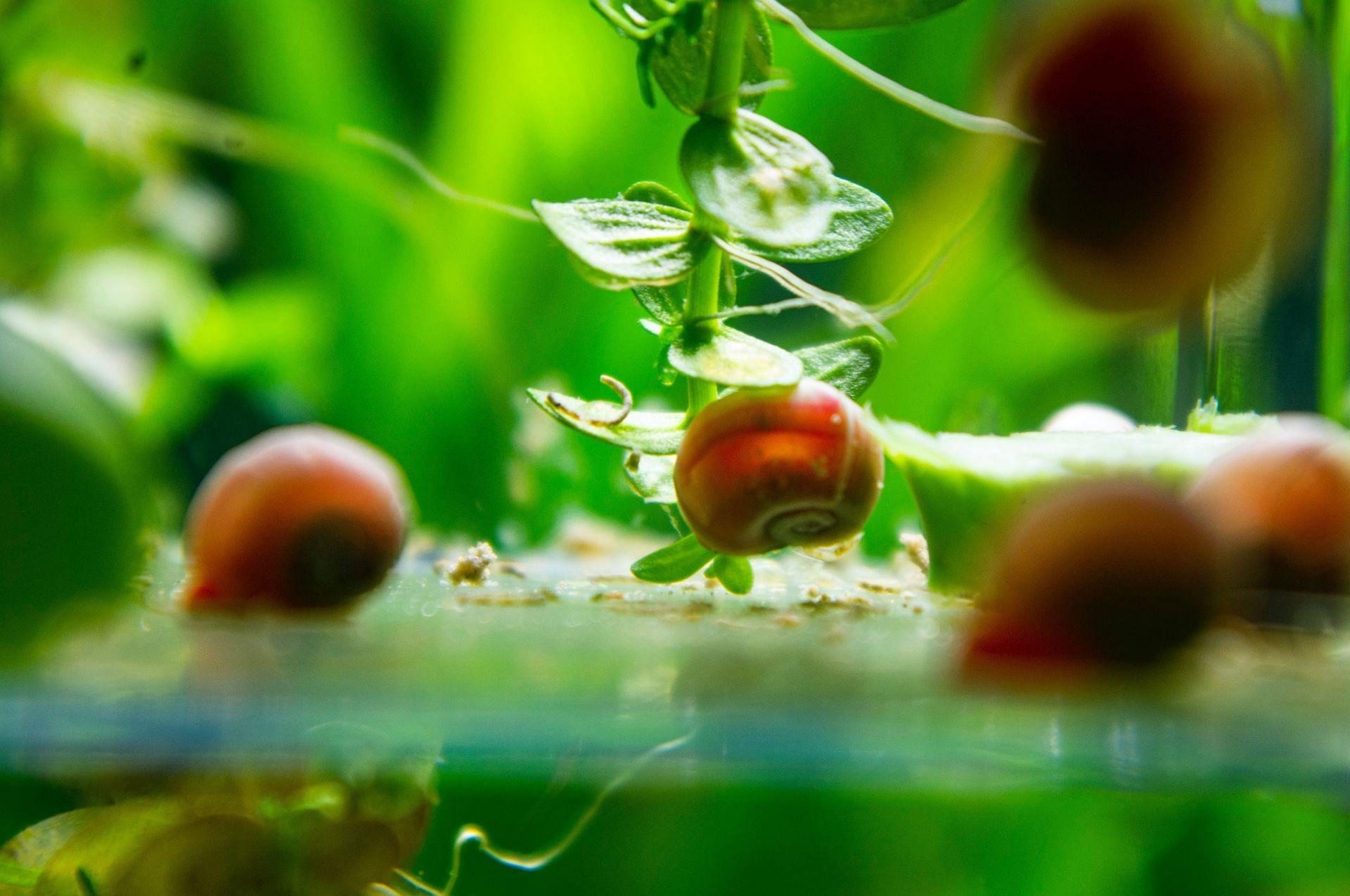 Snails are farmed commercially for food. (Image via Unsplash/Josephina Kolpachnikof)