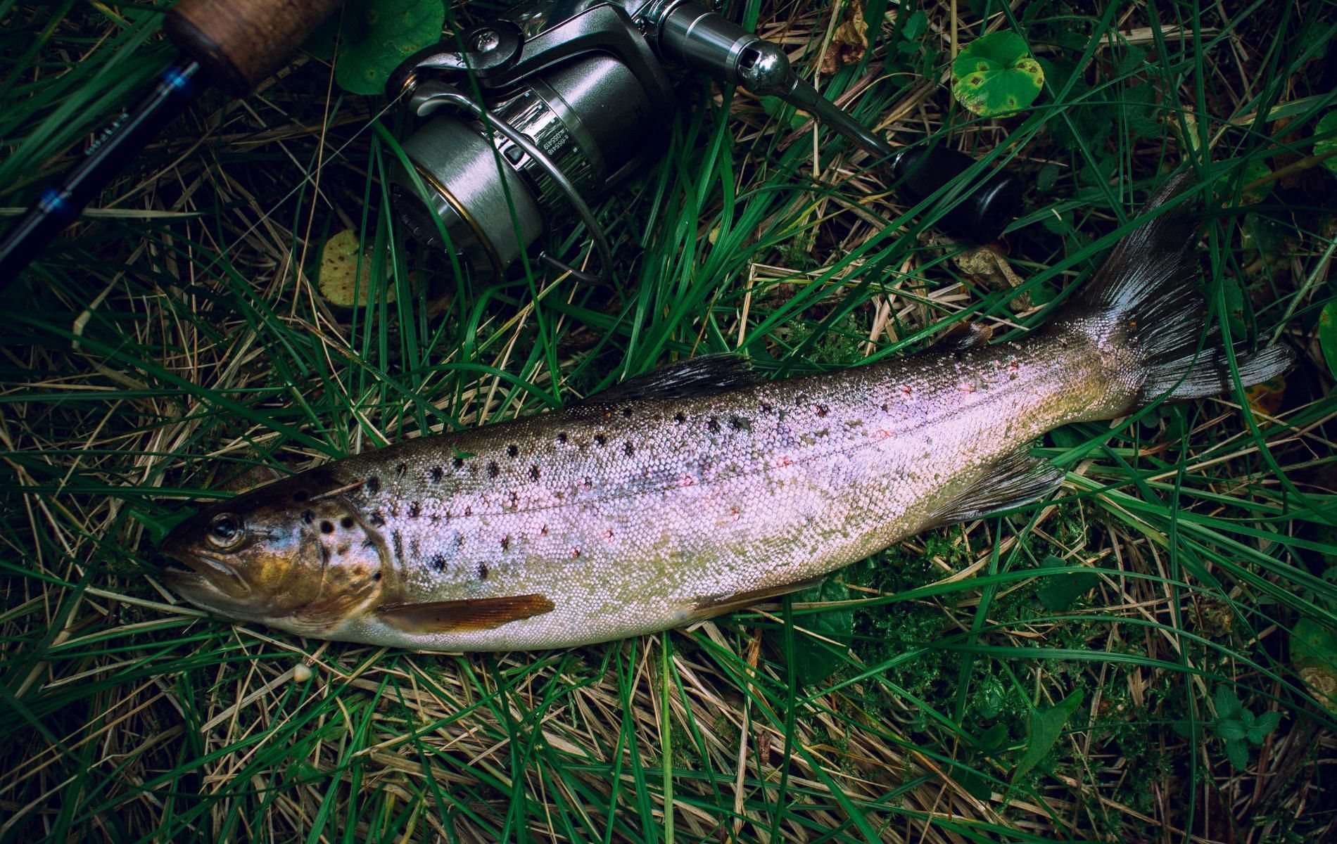 Trout is a good source of Vitamin B12 and Vitamin D. (Image by Nataly GRB via Pexels)