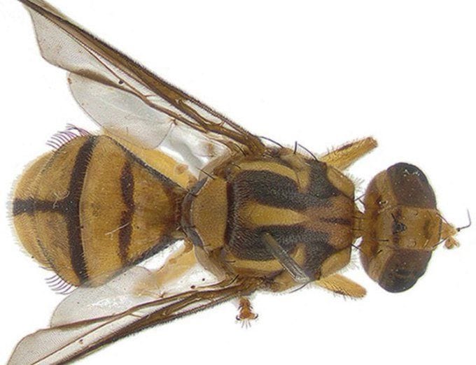 fly Where is the Tau fruit fly from? Neighborhoods affected and all about the California fruit