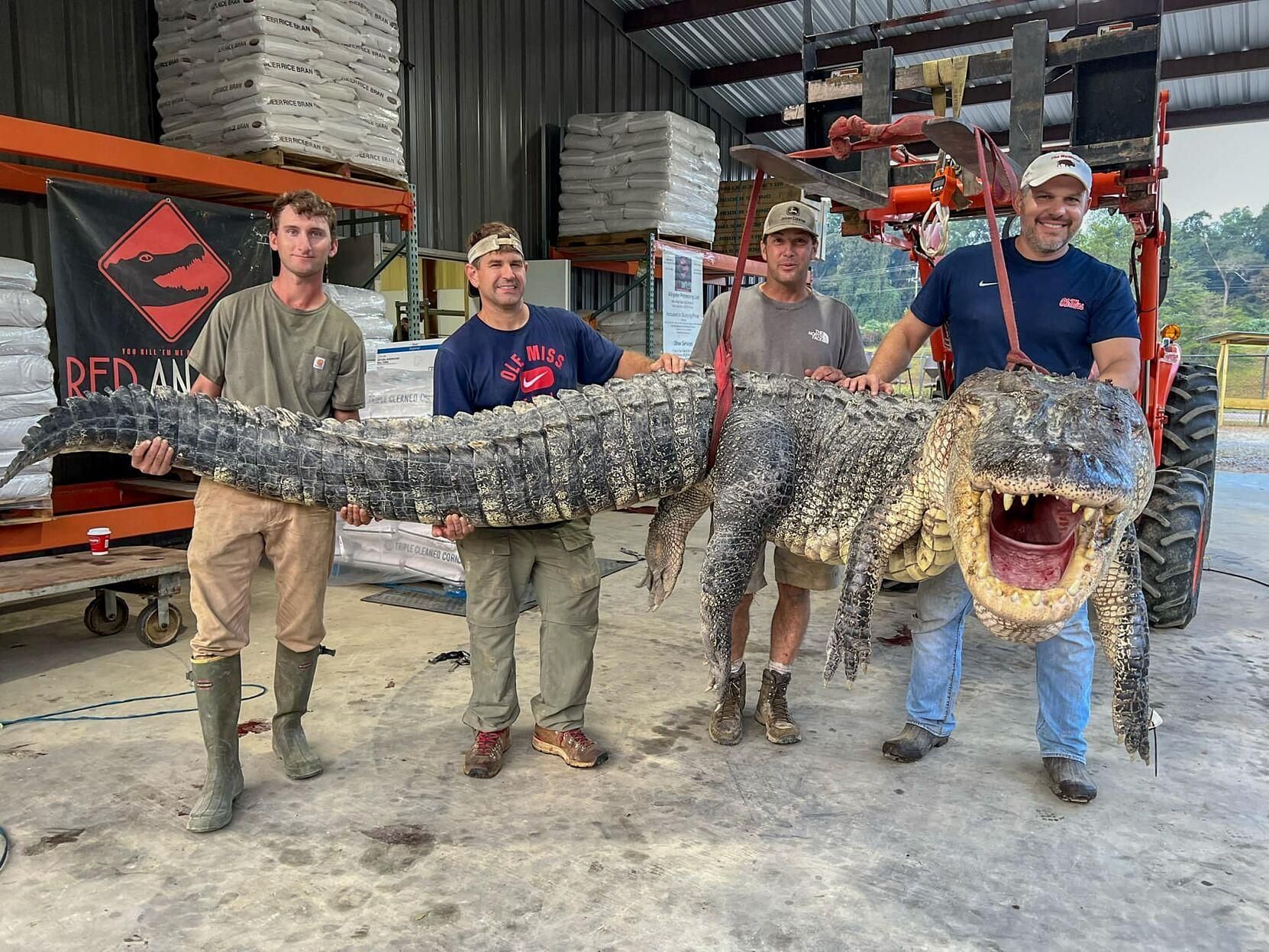 Social media users left shocked and stunned as a 14-feet-long alligator was caught and killed in Mississippi: More details and reactions explored. (Image via Red Antler/ Facebook)