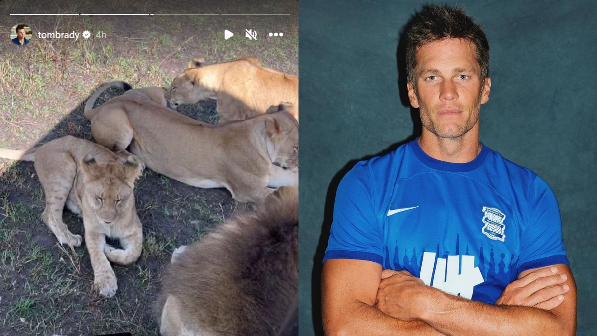 Tom Brady casually chills with four lions on African safari 