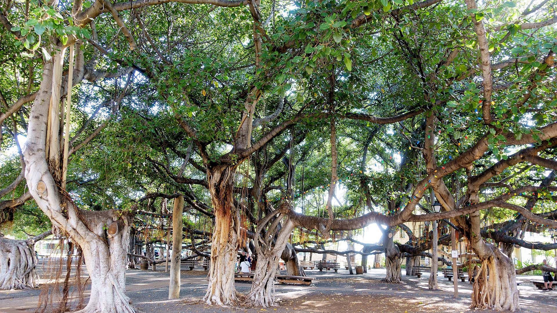 Hawaiian Banyan Tree Leaves