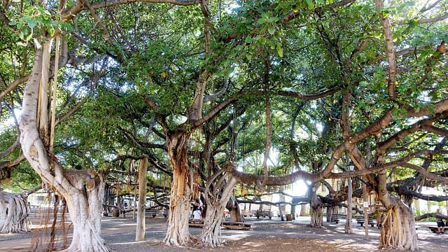 Lahaina: How did the fire in Maui start? Potential Lahaina Banyan tree ...