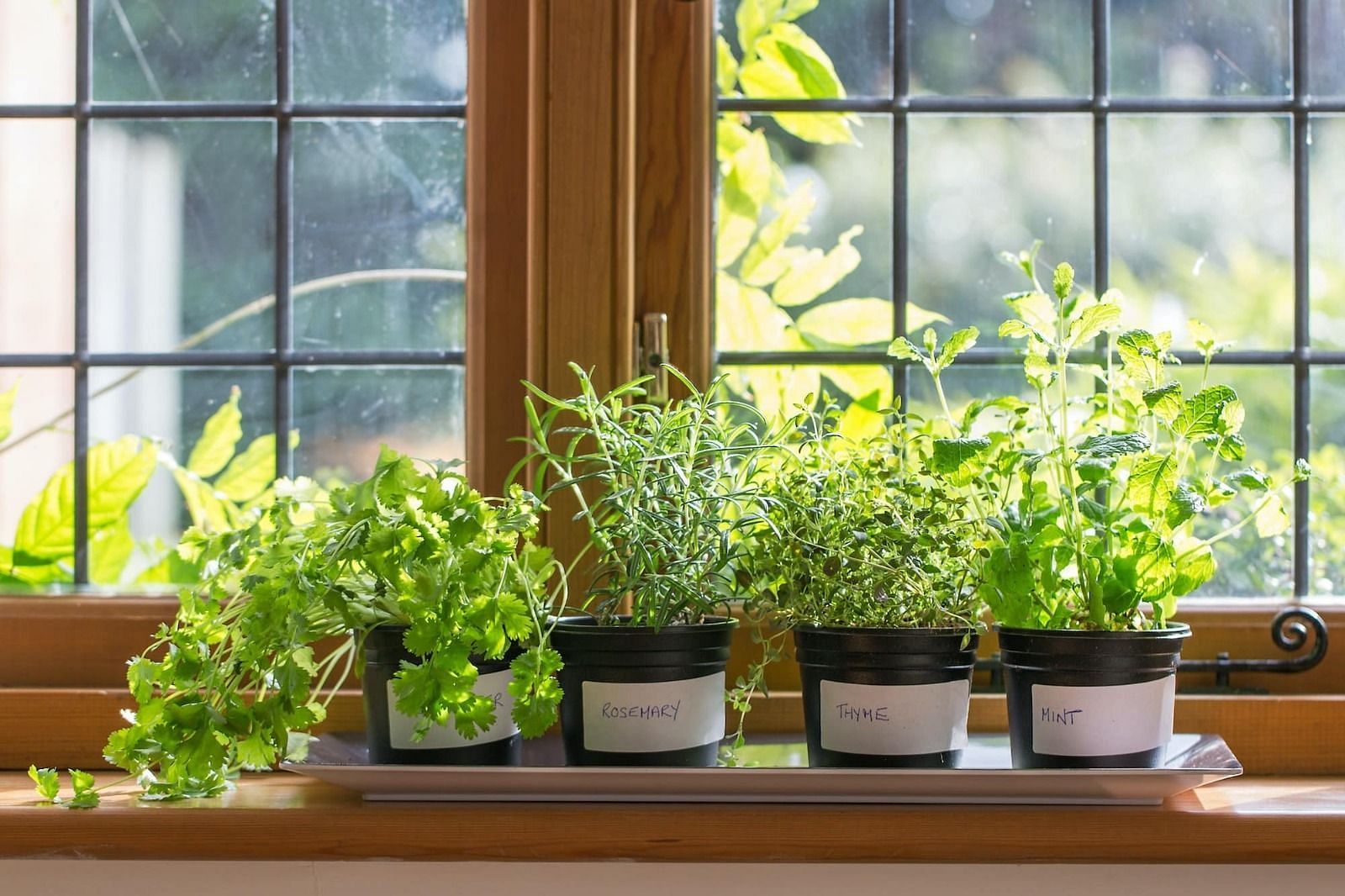 Indoor natural spaces (Image via Getty Images)