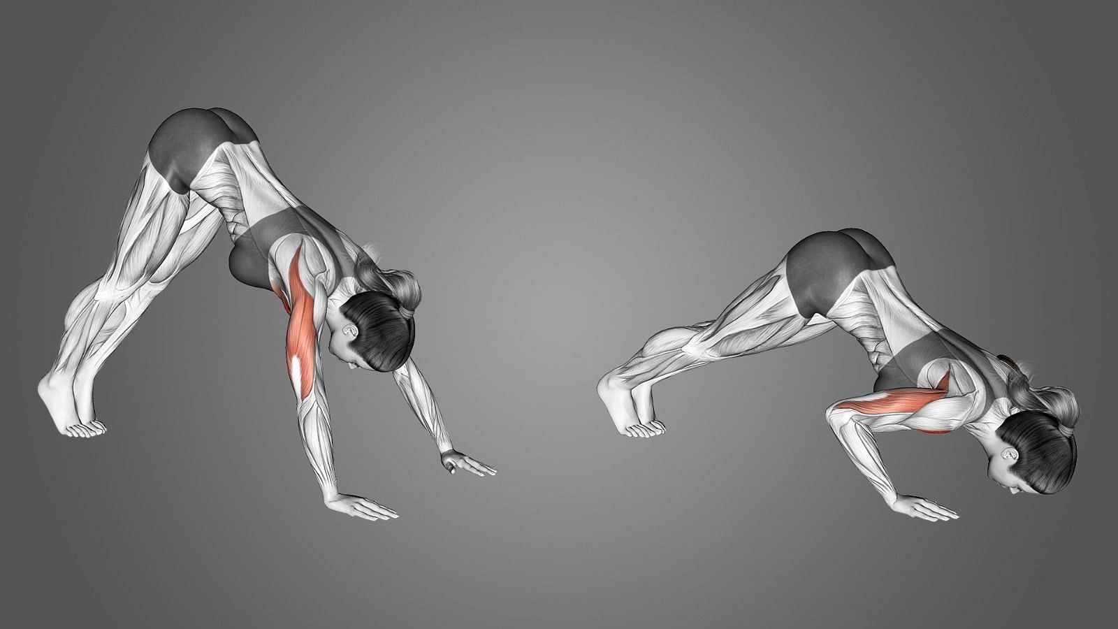 Unlocking Your Back’s Potential: The Ultimate Calisthenics Back Workout