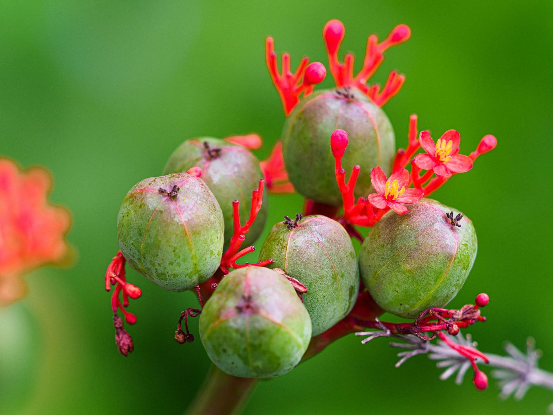 Jatropha can be considered among the most poisonous fruits. (Image via Pexels/Dirk Schuneman)