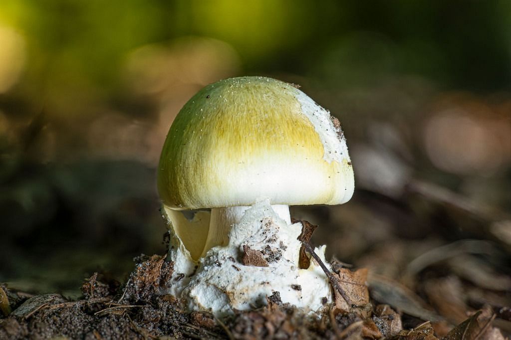 Death cap mushrooms (image via Getty Images)