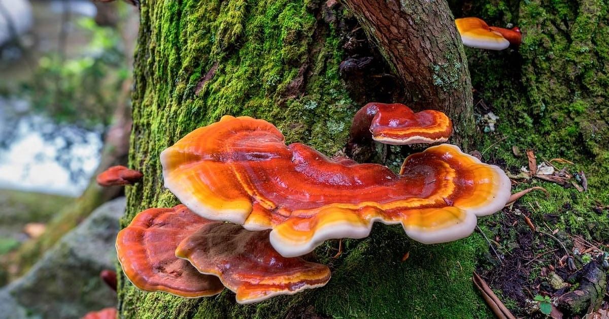 Side effects of reishi mushrooms (Image via Getty Images)