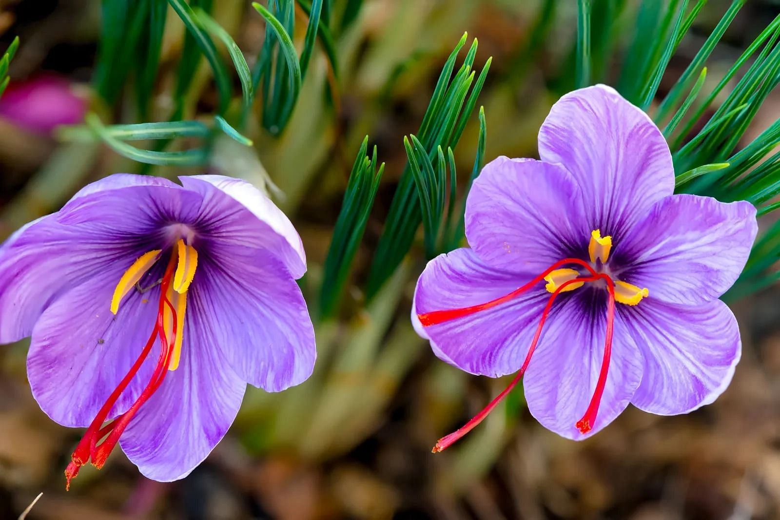 The ingredient (Image via Getty Images)