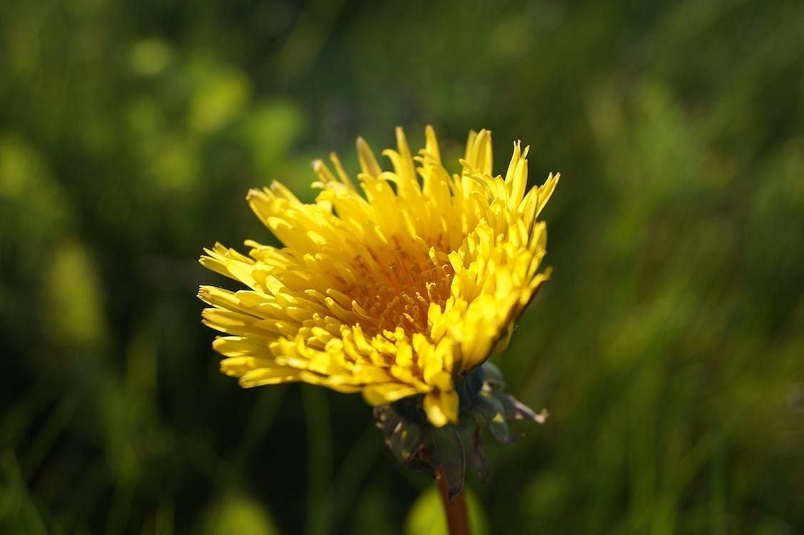 Dandelion has long been used in traditional medicine to treat liver, gallbladder, and bile duct problems.(George Becker/ Pexels)