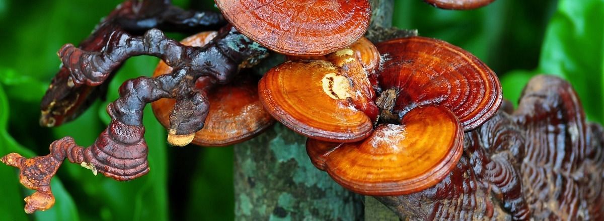 Side effect of reishi mushrooms (Image via Getty Images)