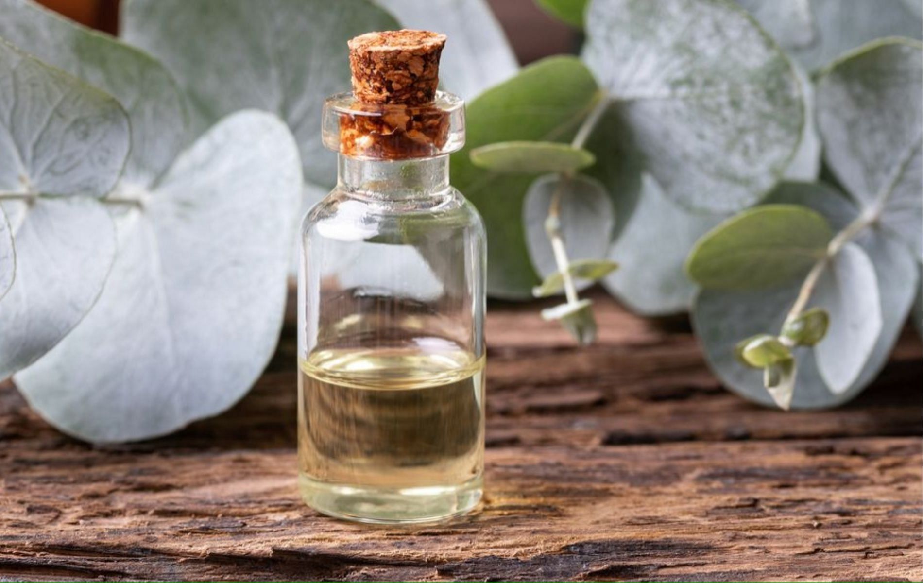 Eucalyptus essential oil is a key ingredient in many anti-congestion medication (Image via Prevention)