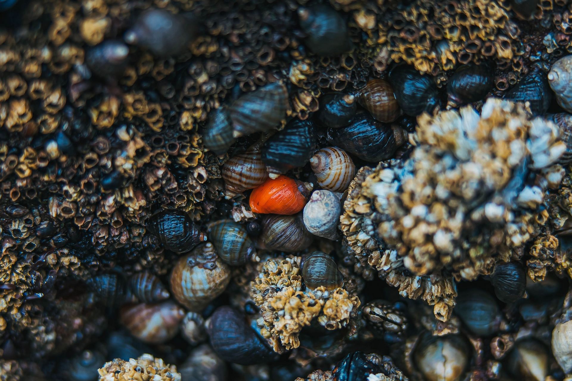 Snails are nutritious and tasty. (Image via Unsplash/Sunira Moses)