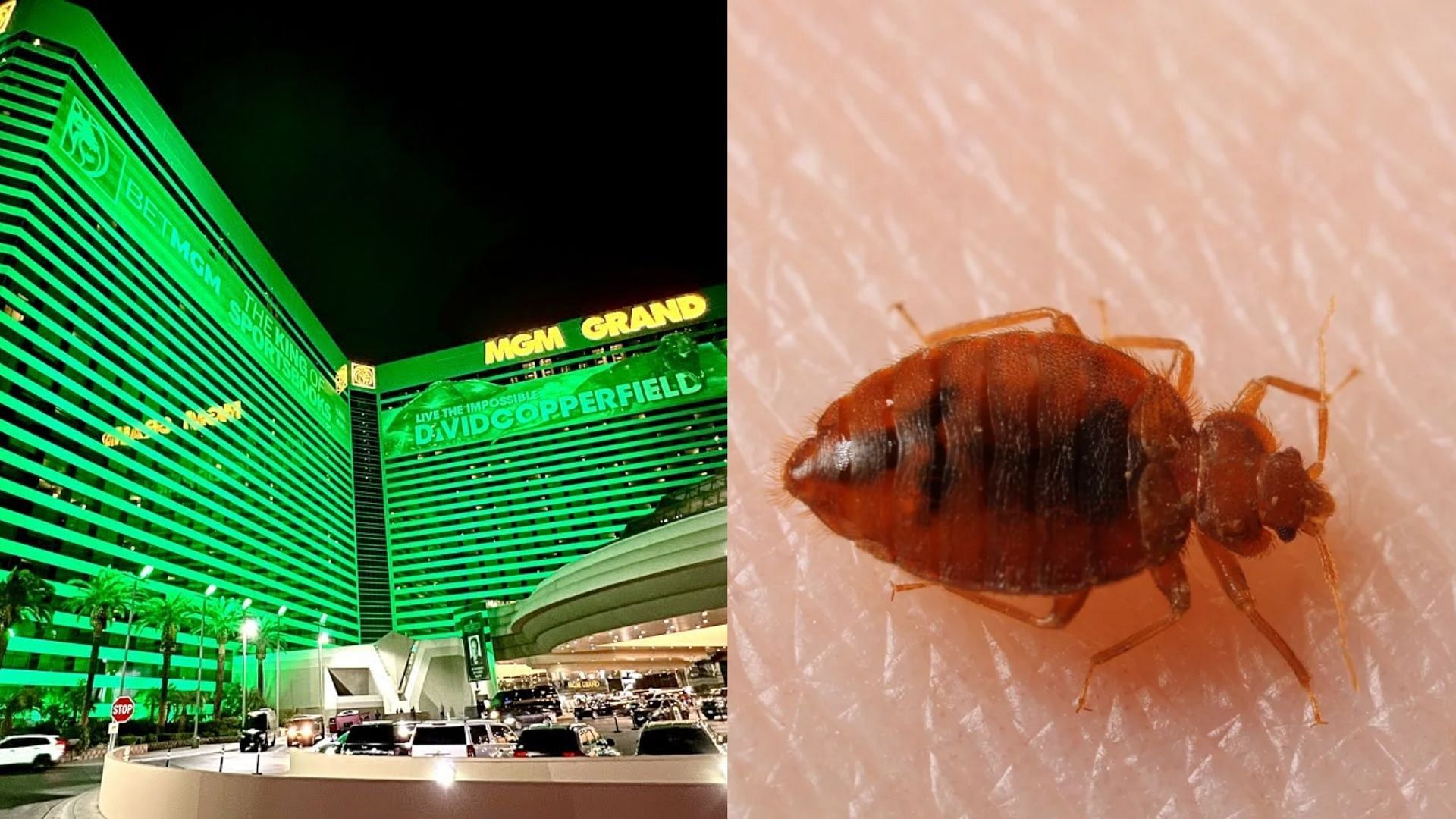 bed bugs Which Las Vegas hotels have bed bugs? How to identify
