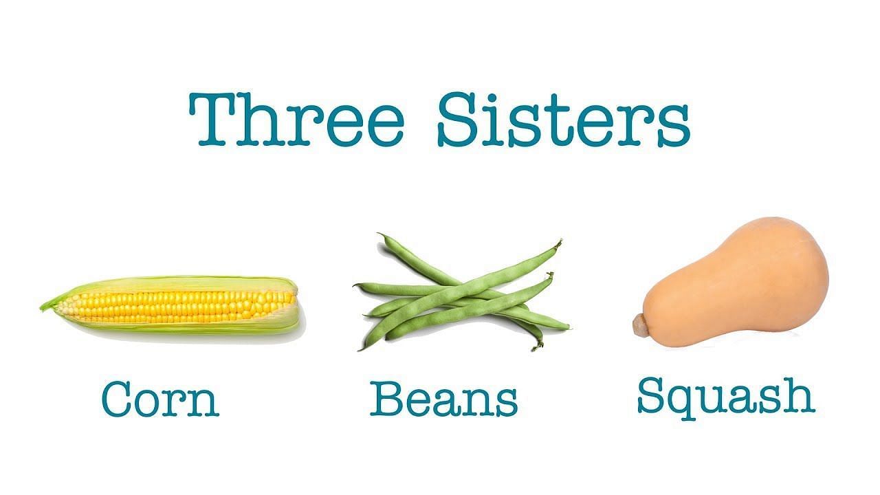 The Three Sisters diet is a farming tradition that dates back to Native American societies (Image via  WisconsinDPI/ Youtube)