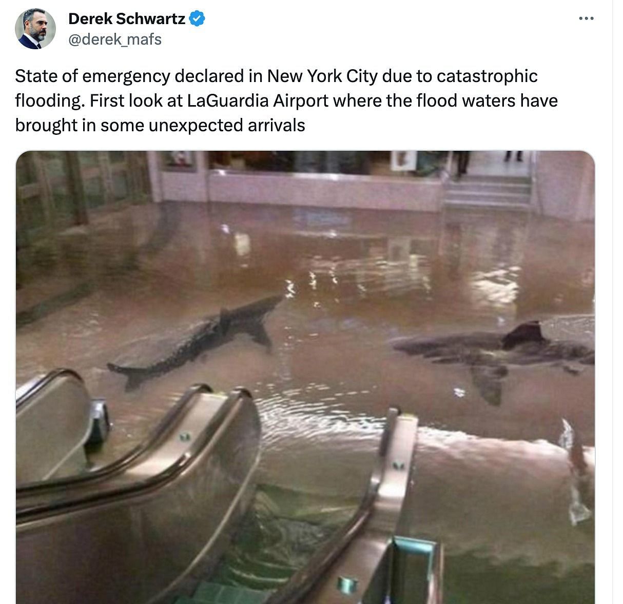 Check out New York Shark