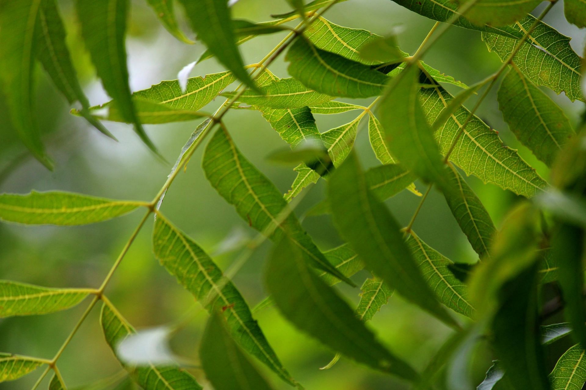 Neem is a common plant in Indian subcontinent and is being used since ancient time to cure ailments (Image by Vijayakumar Bingi on Vecteezy)