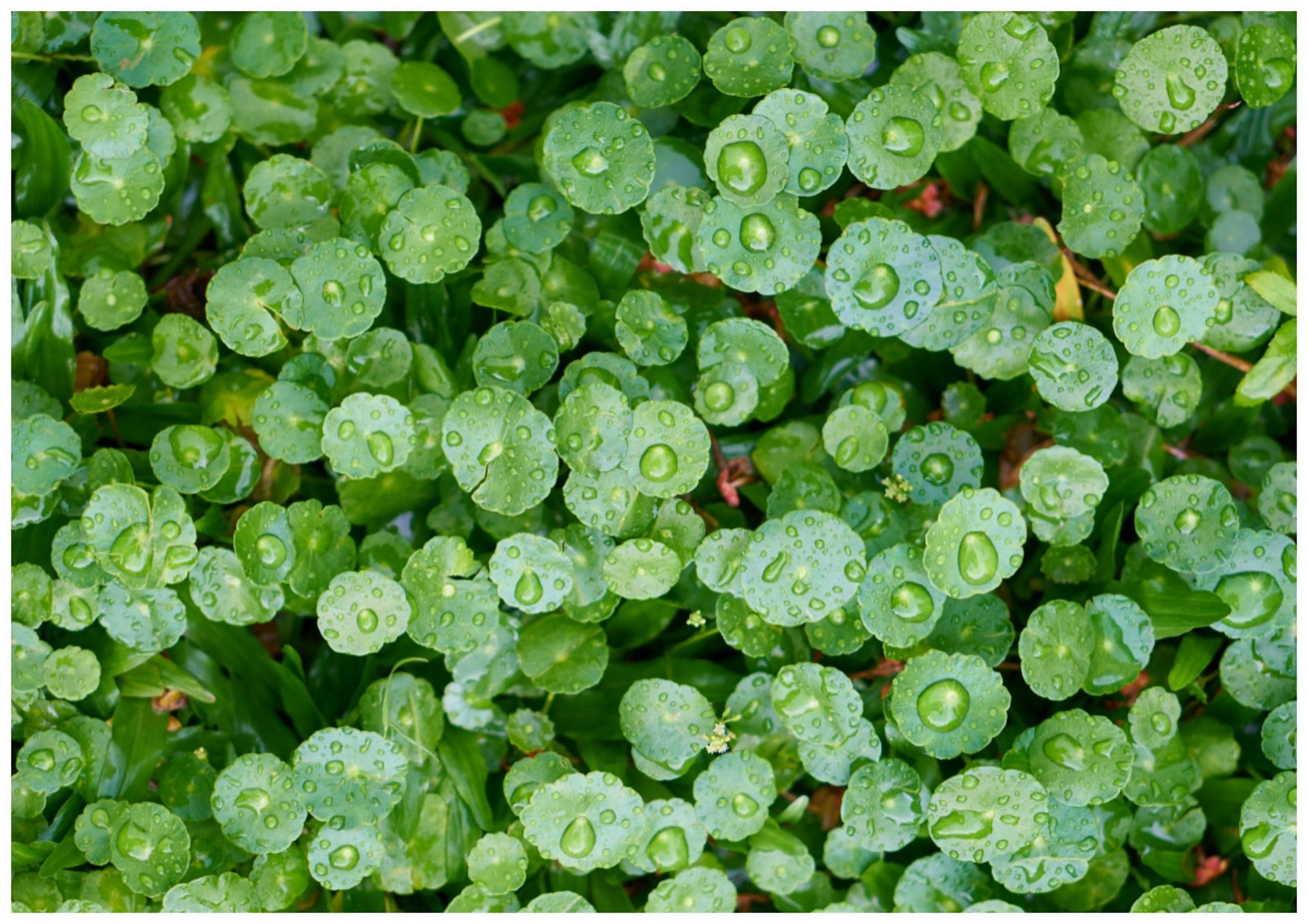 It&#039;s also known as &#039;Centella Asiatica&#039;. (Image via Freepik)