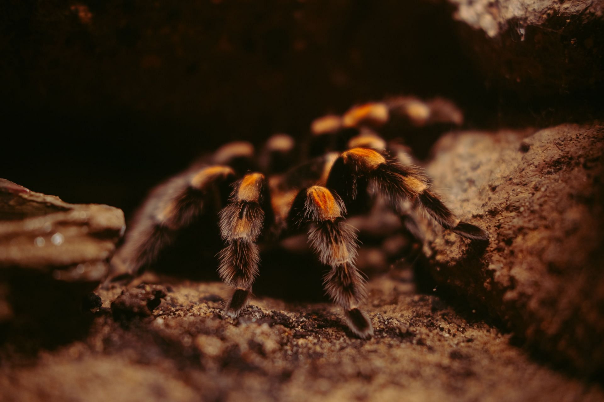 These spider bites are very rare but venomous. (Image via Unsplash/Thomas Oldenburger)