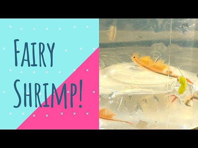 What is fairy shrimp? Burning Man flesh-eating parasite claim explored ...