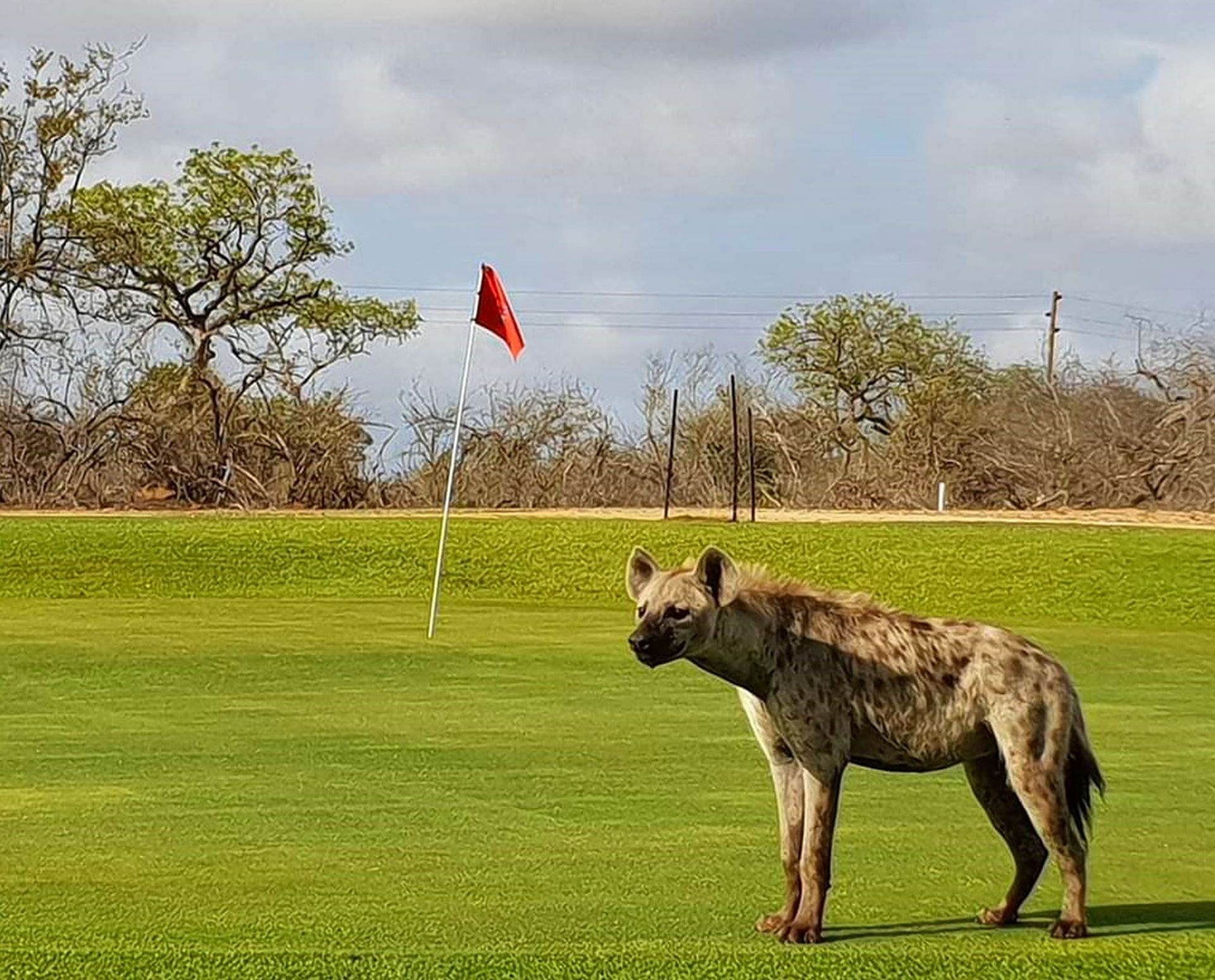 Skukuza Golf Course- Wildest golf course