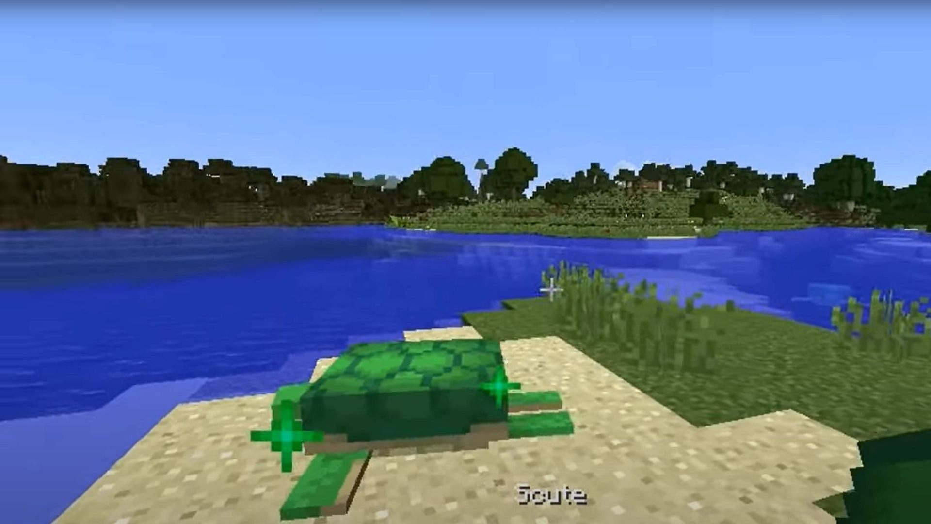 Turtle Shells (Image via Mojang Studios)