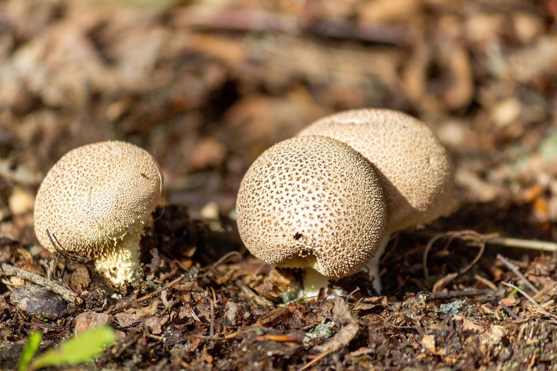 Puffball mushrooms are edible. (Image via Unsplash/ Slawek K)