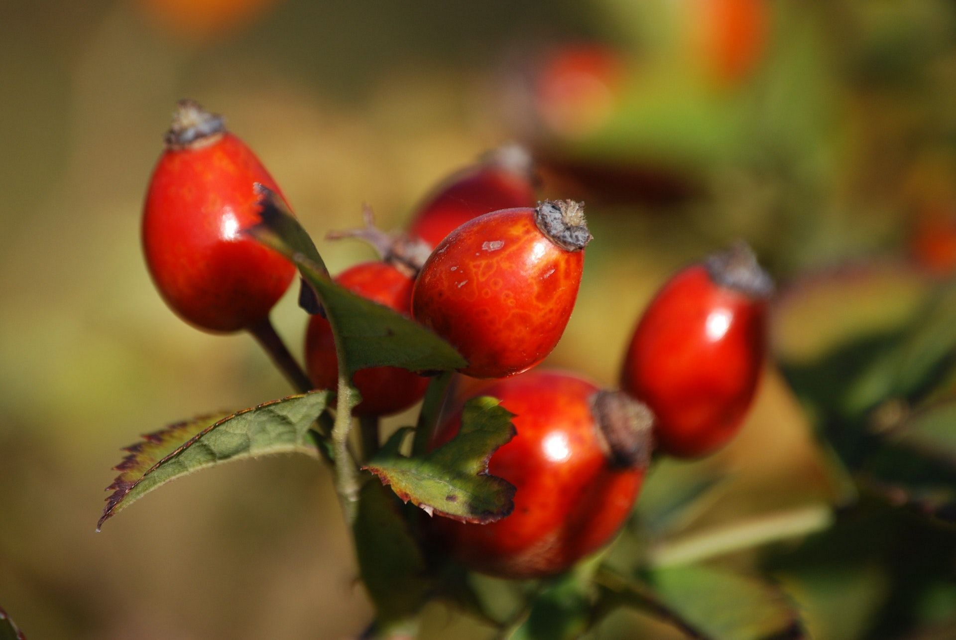Rosehips are seed-filled parts of roses.  (Photo via Pexels/Pixabay)