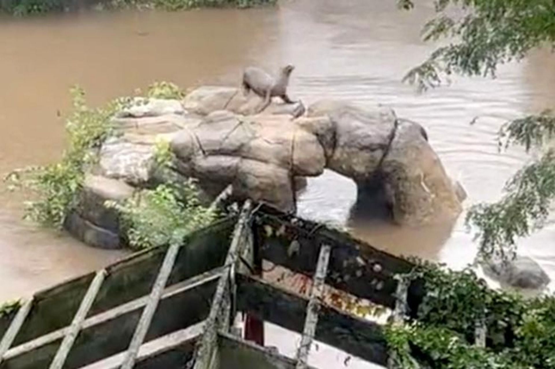 Social media users shared hilarious responses as the New York zoo announced that an animal escaped the pool during the flood. (Image via Central Park Zoo)