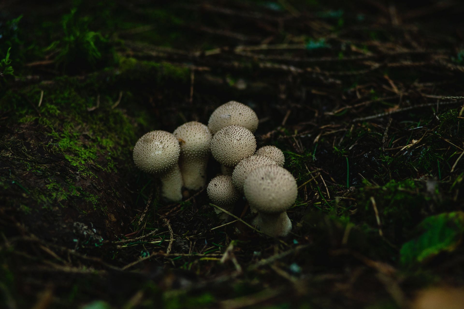 One should be cautious in identifying puffballs. (Image via Unsplash/ Olli Kilpi)