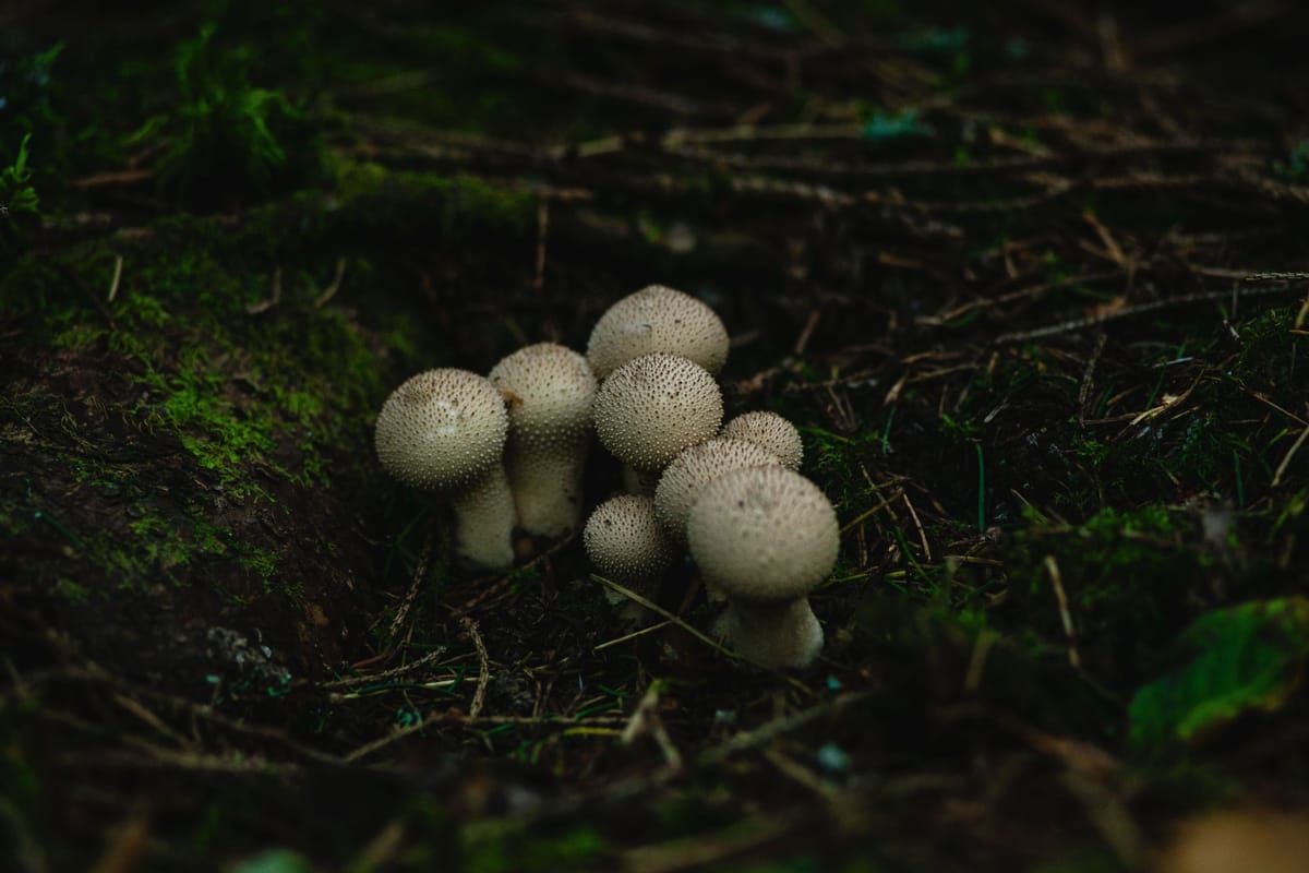 Are Puffball Mushrooms edible? A Guide to Identifying and Enjoying Them