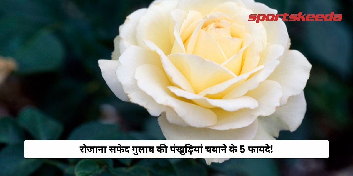 5 benefits of chewing white rose petals daily!