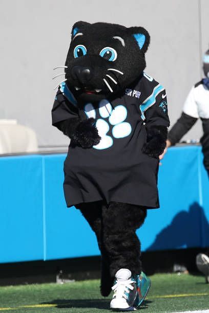 Carolina Panthers Mascot Sir Purr
