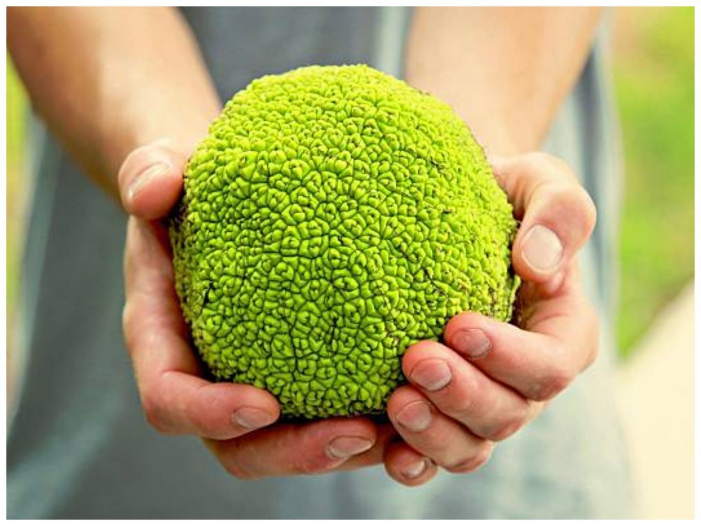 Osage orange looks very similar to Gum-Gum fruit from One Piece (Image via Getty Images)