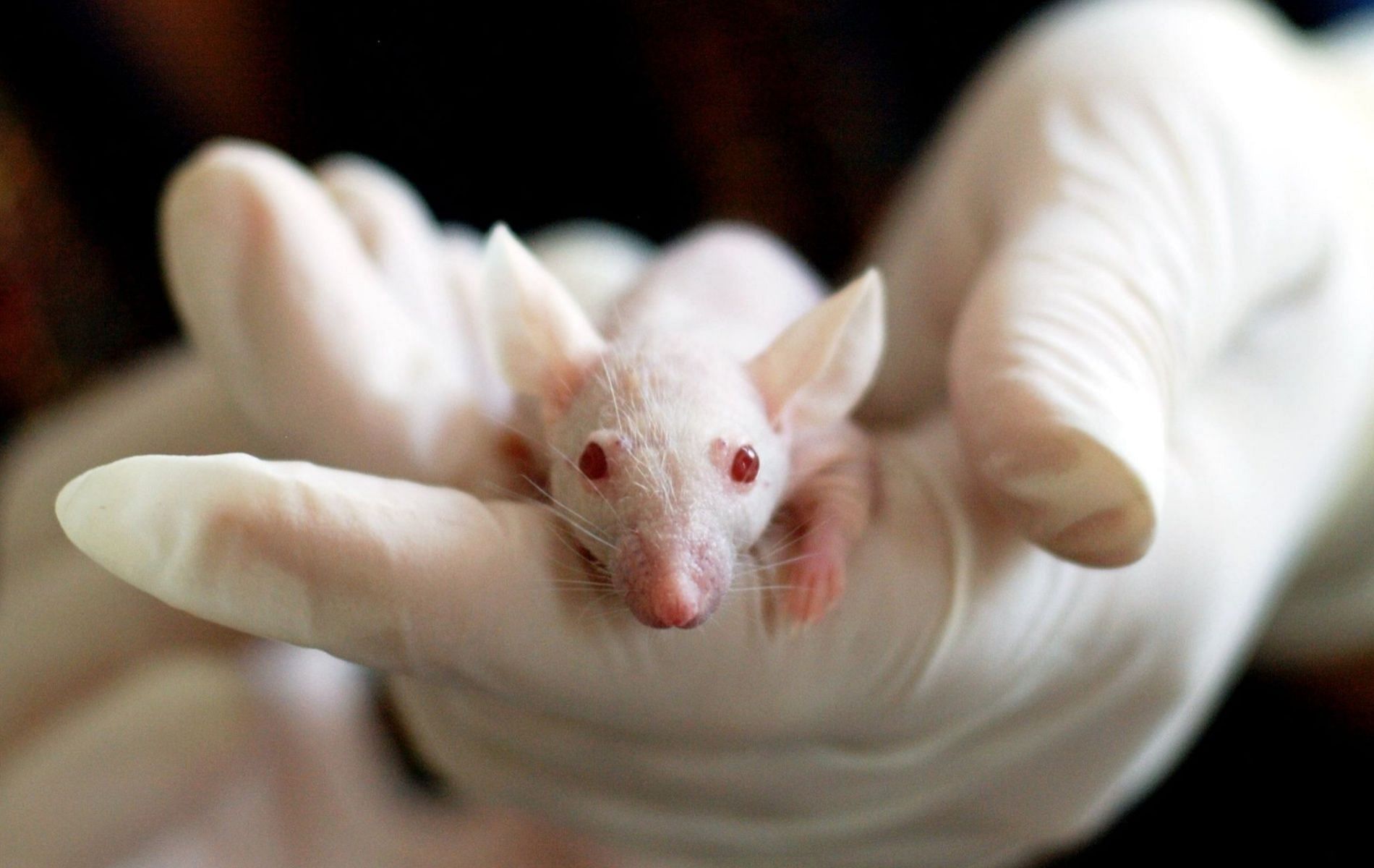 The test was carried out on the brains of mice that showed intriguing results. (Image via Pexels)