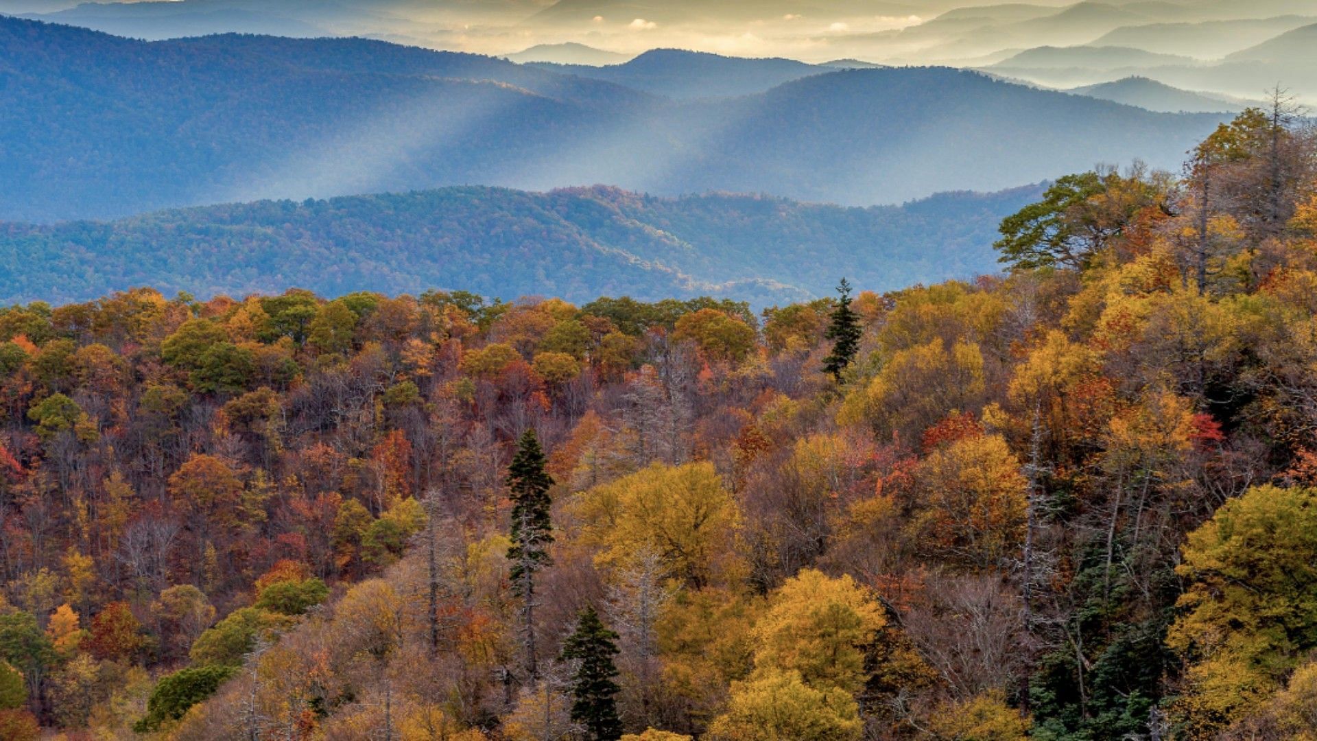 Blue Ridge Parkway (Image via  The Nature Conservancy in North Carolina/X)