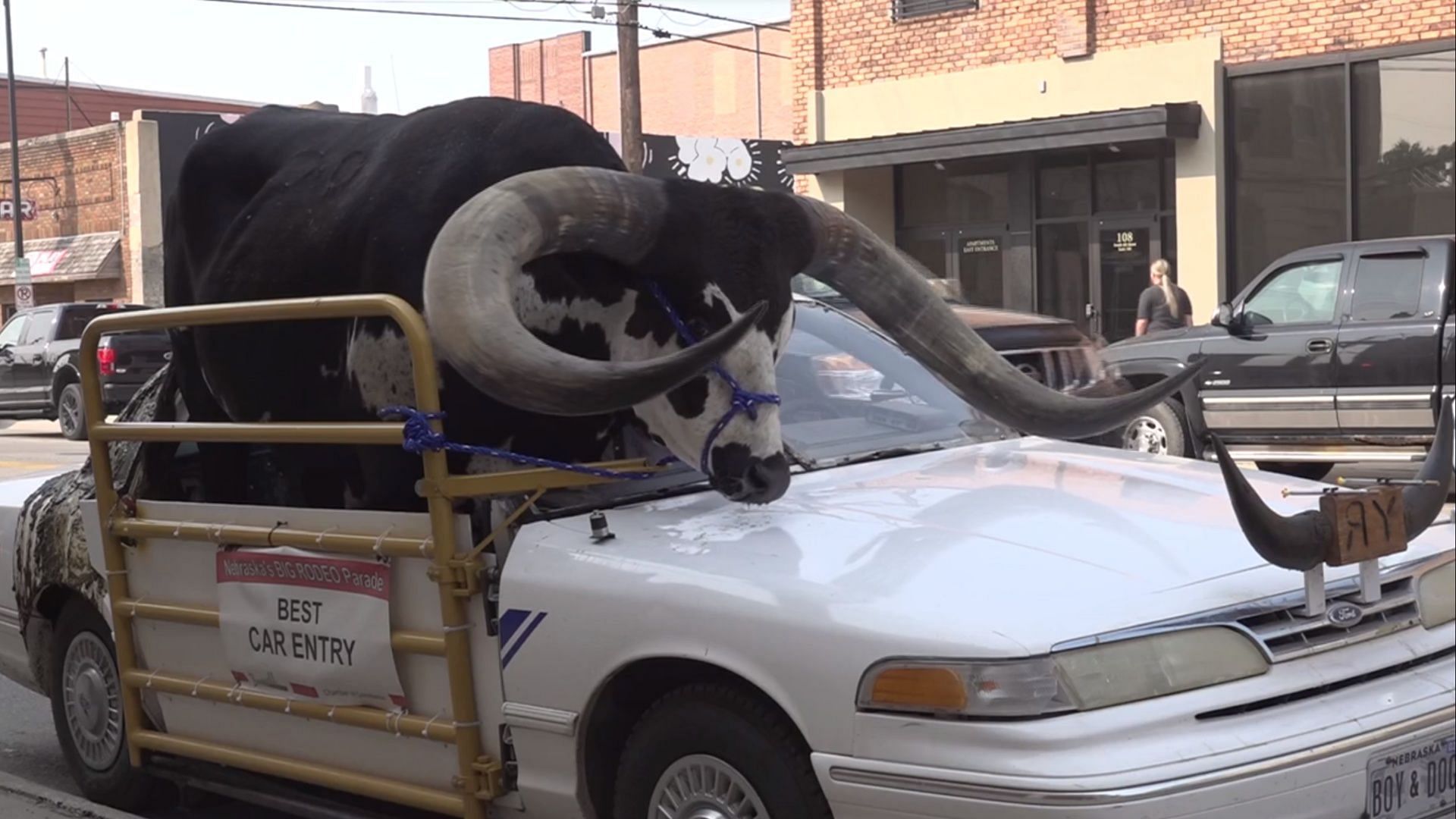 A bull riding shotgun went viral on the internet (Image via News Channel Nebraska Northeast)