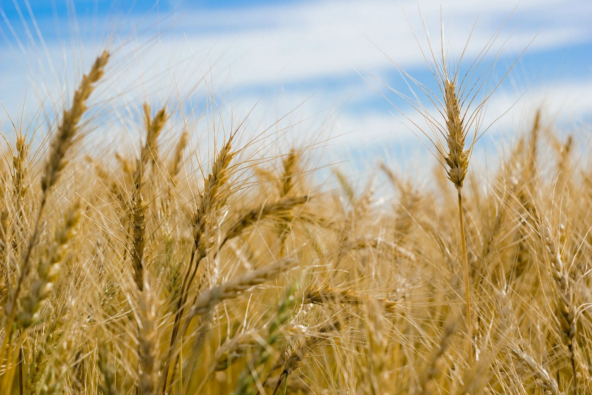 Benefits of barley for gut health.  (Image credits: Pexels/ Louise Cornelissen)