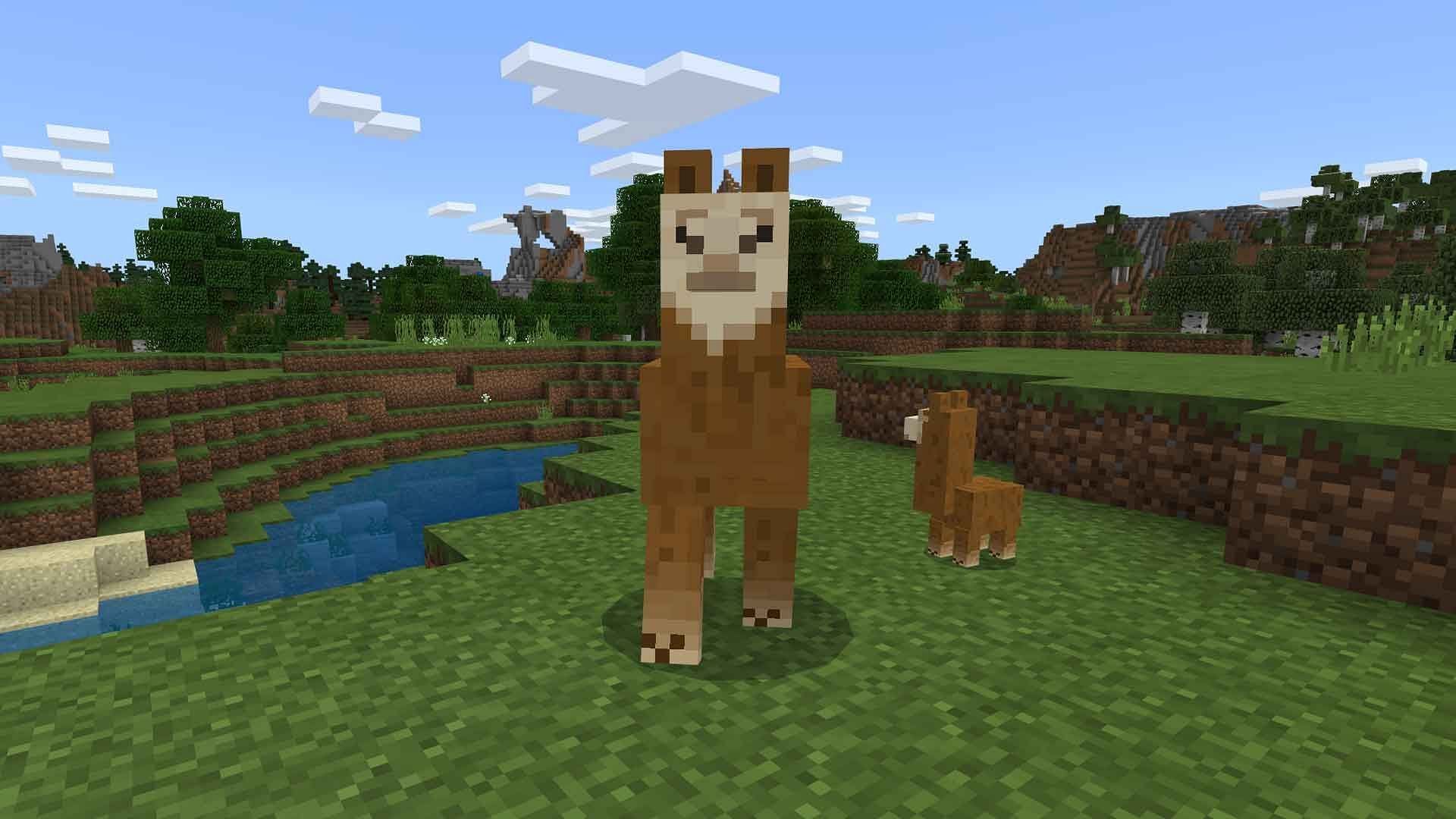 Llamas breed by using one of the easiest items to obtain in Minecraft (Image via Mojang)