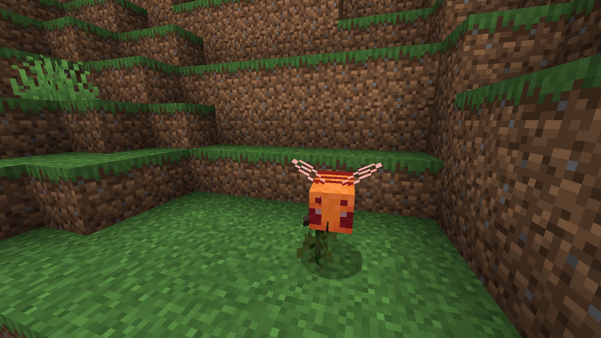 Bees take damage from wither roses but continue to pollinate them in Minecraft (Image via Mojang)