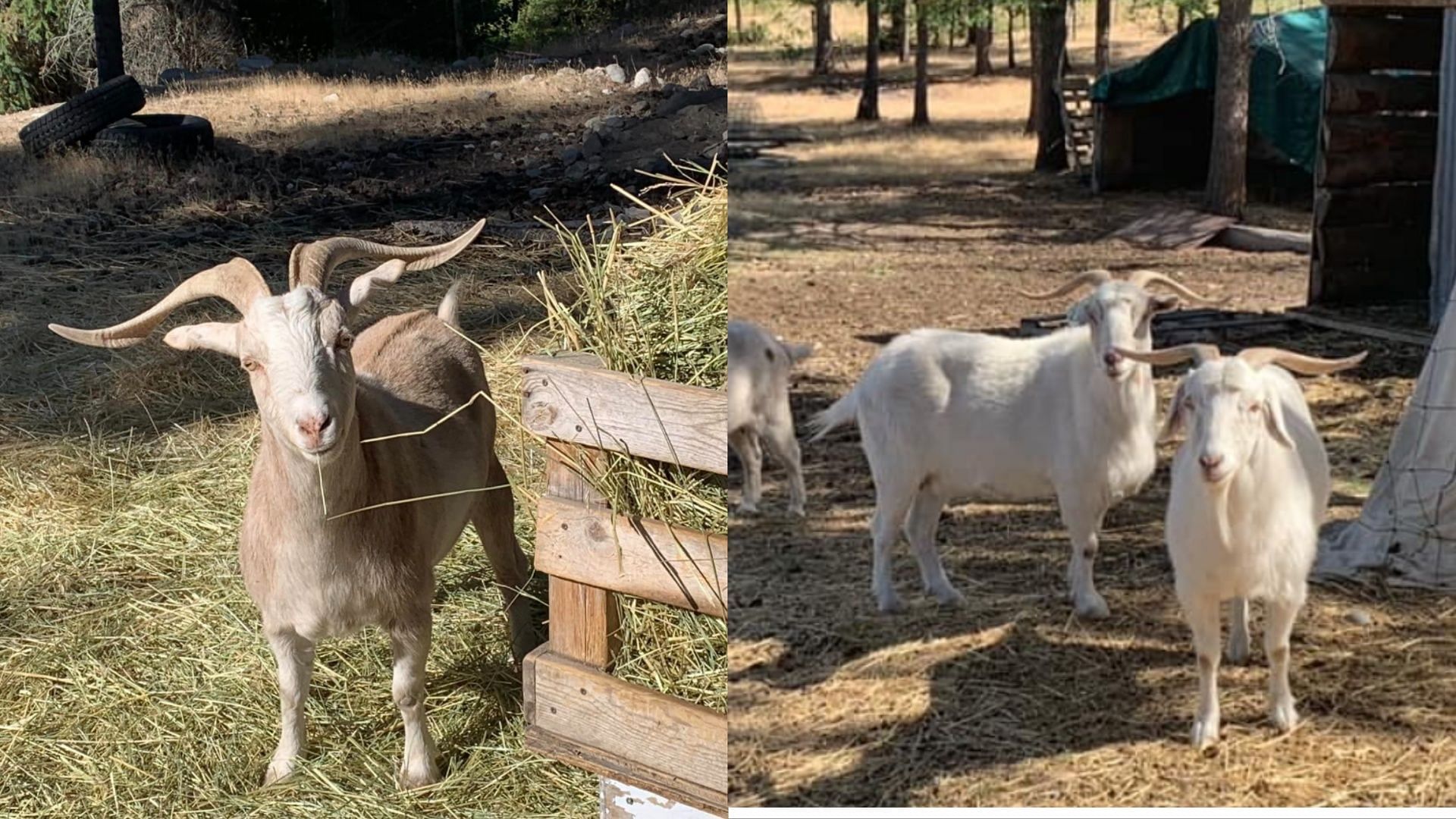 Cashmere is derived from Cashmere goats using the methods of shearing and combing. (Image via Facebook/Critteraid)