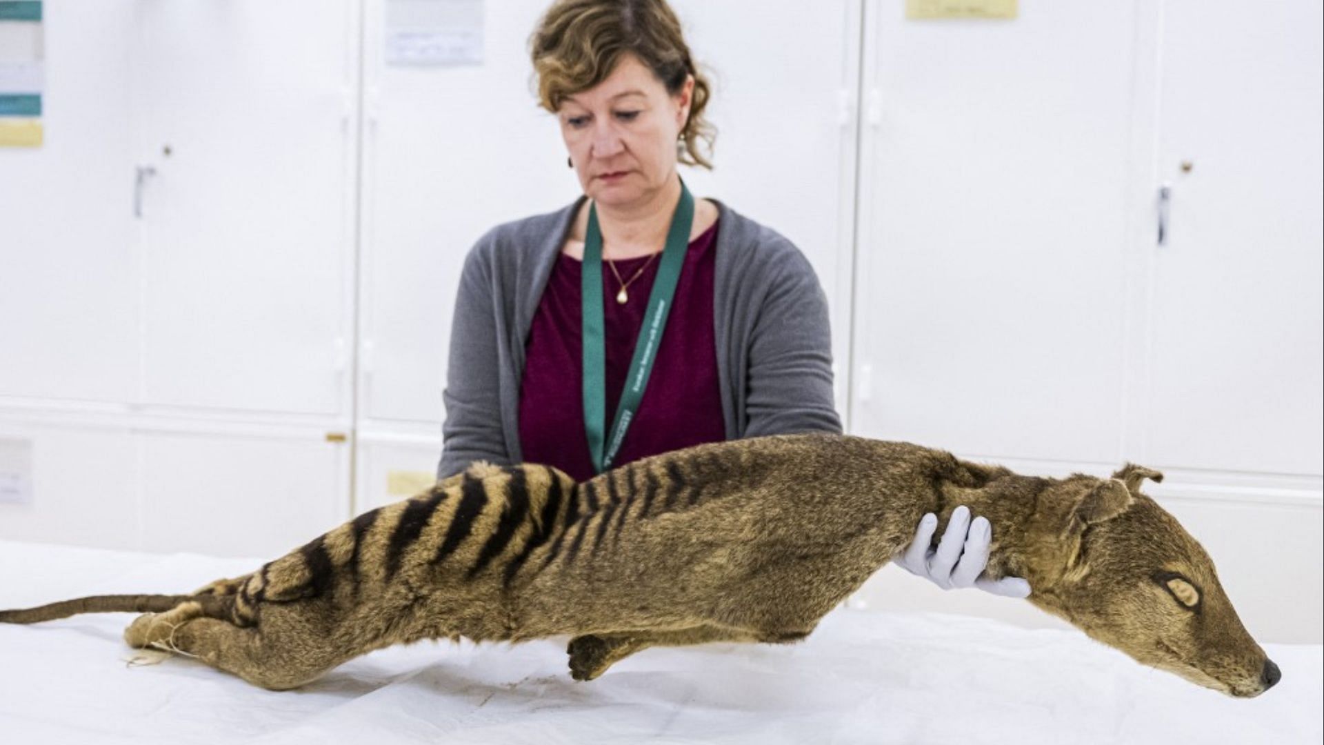 The extinct Tasmanian Tiger may be on it