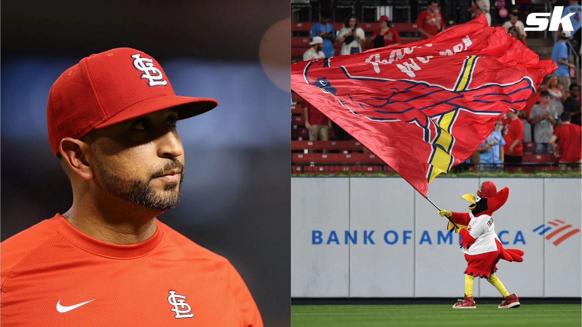 Who is Thomas Saggese? St. Louis Cardinals